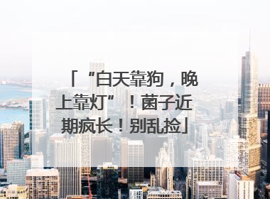 “白天靠狗，晚上靠灯”！菌子近期疯长！别乱捡