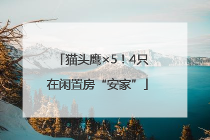 猫头鹰×5！4只在闲置房“安家”