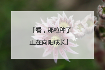看，那粒种子正在向阳成长