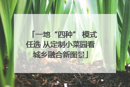 一地“四种” 模式任选 从定制小菜园看城乡融合新图景