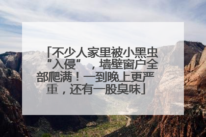 不少人家里被小黑虫“入侵”，墙壁窗户全部爬满！一到晚上更严重，还有一股臭味