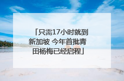 只需17小时就到新加坡 今年首批青田杨梅已经启程