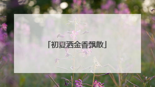 初夏洒金香飘散