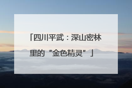 四川平武：深山密林里的“金色精灵”
