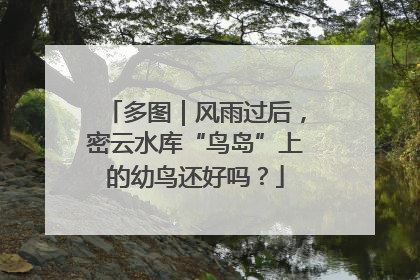 多图｜风雨过后，密云水库“鸟岛”上的幼鸟还好吗？