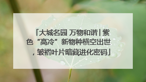 大城名园 万物和谐│紫色“高冷”新物种横空出世，皱褶叶片暗藏进化密码