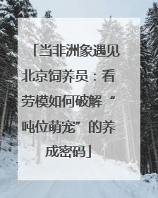 当非洲象遇见北京饲养员：看劳模如何破解“吨位萌宠”的养成密码