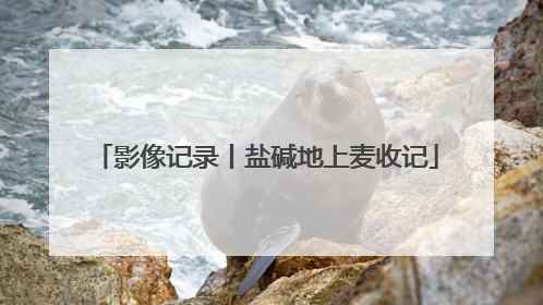 影像记录丨盐碱地上麦收记