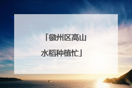 徽州区高山水稻种植忙