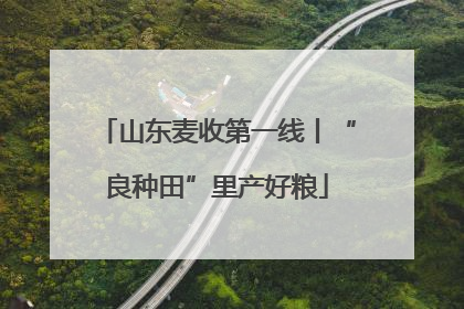 山东麦收第一线丨“良种田”里产好粮