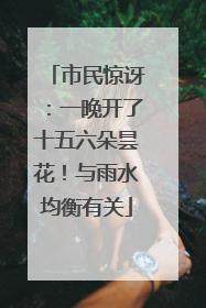 市民惊讶：一晚开了十五六朵昙花！与雨水均衡有关