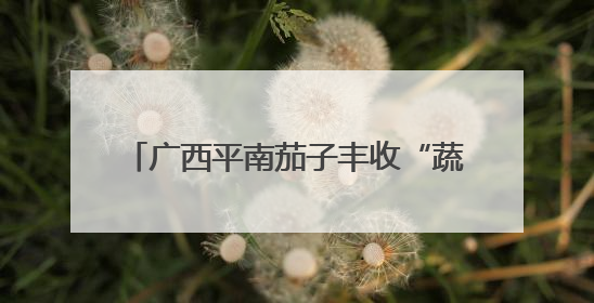 广西平南茄子丰收“蔬”写农业产业新图景