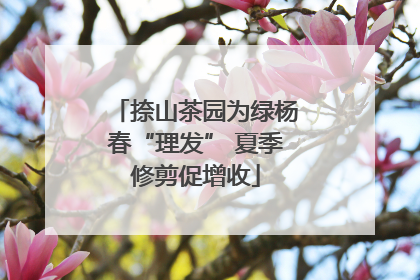 捺山茶园为绿杨春“理发” 夏季修剪促增收