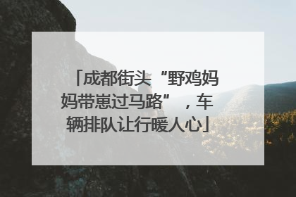 成都街头“野鸡妈妈带崽过马路”，车辆排队让行暖人心