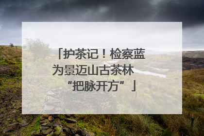 护茶记！检察蓝为景迈山古茶林 “把脉开方”