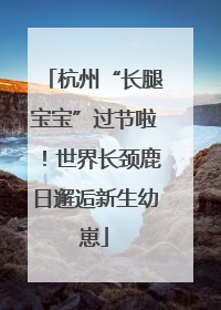 杭州“长腿宝宝”过节啦！世界长颈鹿日邂逅新生幼崽