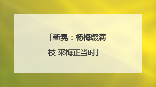 新晃：杨梅缀满枝 采梅正当时