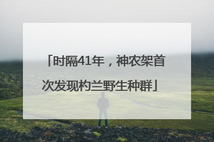时隔41年，神农架首次发现杓兰野生种群