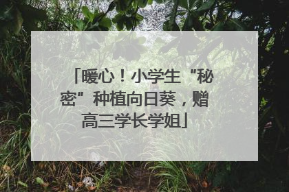 暖心！小学生“秘密”种植向日葵，赠高三学长学姐