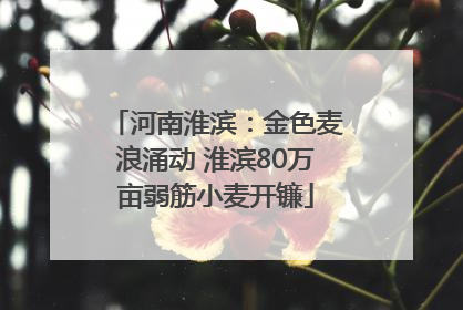 河南淮滨：金色麦浪涌动 淮滨80万亩弱筋小麦开镰