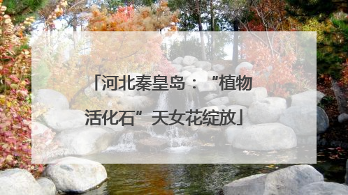 河北秦皇岛：“植物活化石”天女花绽放