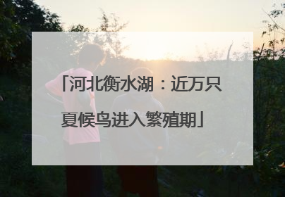 河北衡水湖：近万只夏候鸟进入繁殖期