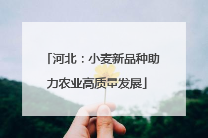 河北：小麦新品种助力农业高质量发展
