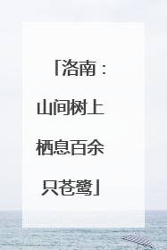 洛南：山间树上栖息百余只苍鹭