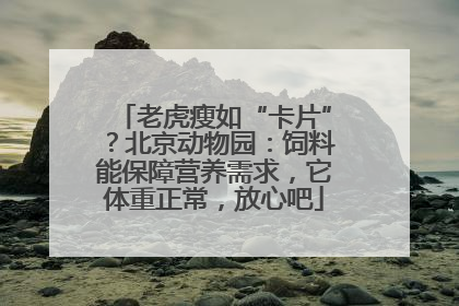 老虎瘦如“卡片”？北京动物园：饲料能保障营养需求，它体重正常，放心吧