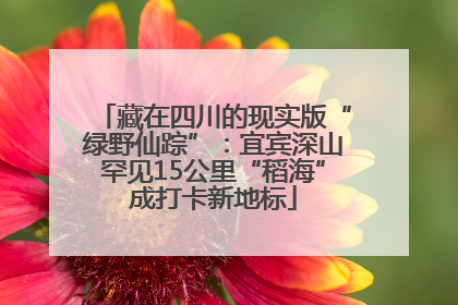 藏在四川的现实版“绿野仙踪”：宜宾深山罕见15公里“稻海”成打卡新地标