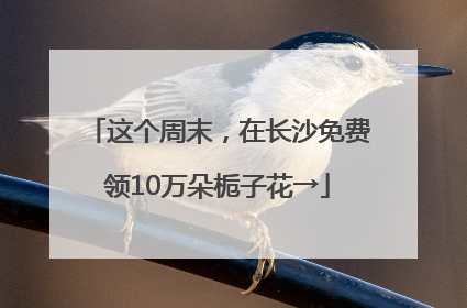 这个周末，在长沙免费领10万朵栀子花→