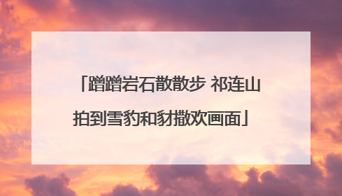 蹭蹭岩石散散步 祁连山拍到雪豹和豺撒欢画面