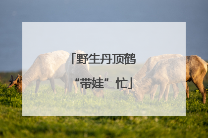 野生丹顶鹤“带娃”忙