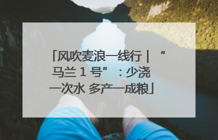 风吹麦浪一线行｜“马兰 1 号”：少浇一次水 多产一成粮
