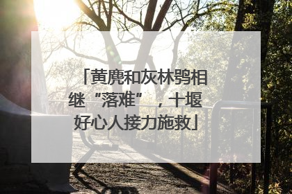 黄麂和灰林鸮相继“落难”，十堰好心人接力施救