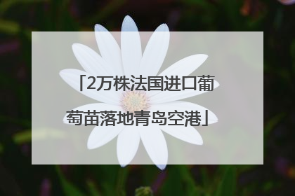 2万株法国进口葡萄苗落地青岛空港